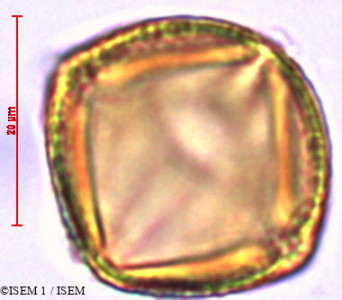 Saracha punctata - lame n° 29453